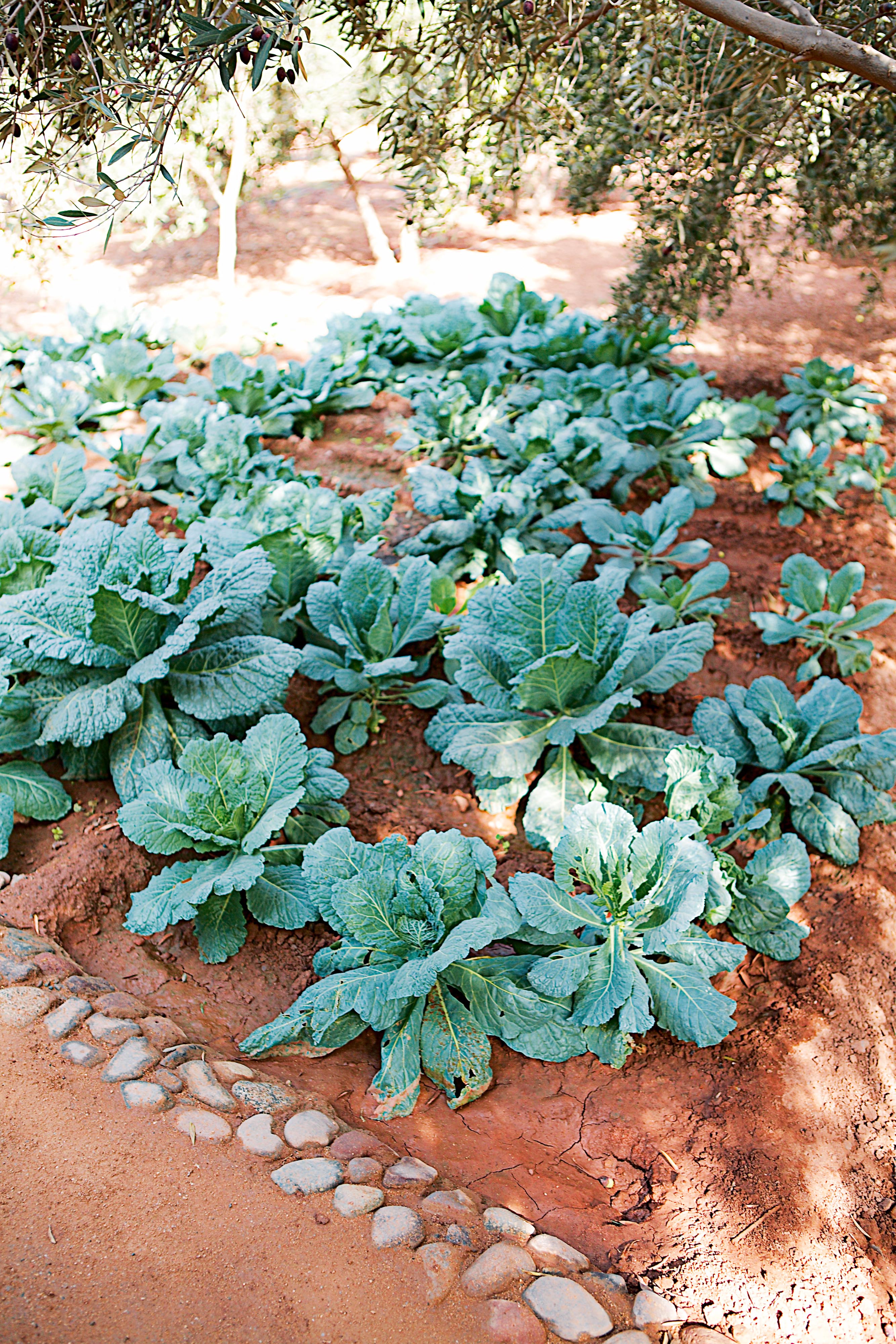 Jardin Ocre