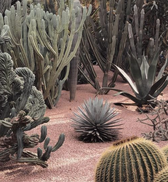 Jardin Ocre