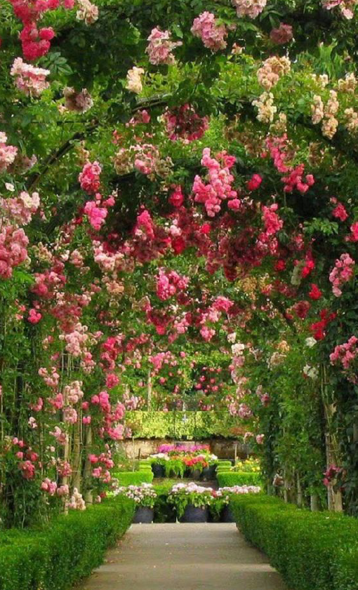 Jardin Ocre